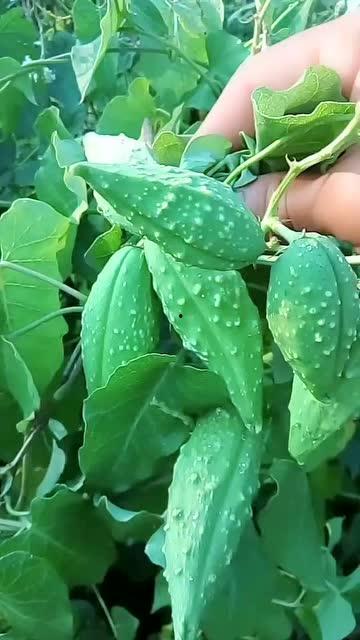 东子吃瓜视频,带你走进娱乐圈的幕后故事 第1张 东子吃瓜视频,带你走进娱乐圈的幕后故事 第1张