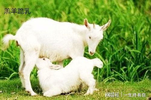 大方瓜如何喂羊羔吃视频,轻松掌握喂养技巧 第2张 大方瓜如何喂羊羔吃视频,轻松掌握喂养技巧 第2张