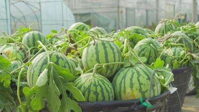 河北汾阳吃瓜视频,一场夏日乡村的欢乐盛宴  第3张