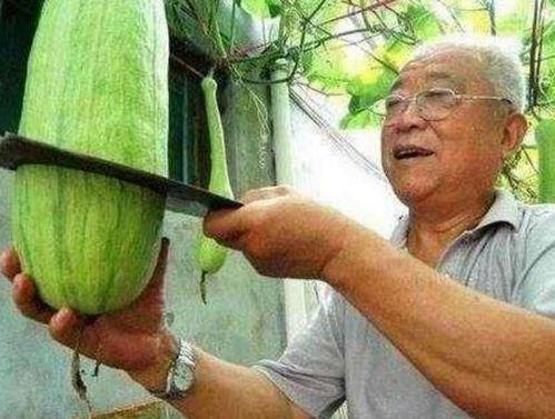 砍瓜真能砍着吃吗视频,砍瓜真能砍着吃?揭秘神奇瓜果的食用奥秘 第2张 砍瓜真能砍着吃吗视频,砍瓜真能砍着吃?揭秘神奇瓜果的食用奥秘 第2张