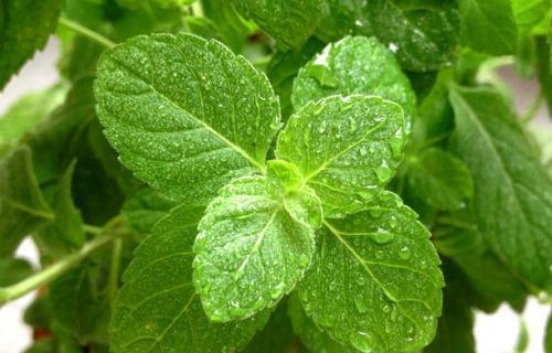 吃三叶瓜视频大全图片下载,视频大全中的美味瞬间 第2张 吃三叶瓜视频大全图片下载,视频大全中的美味瞬间 第2张