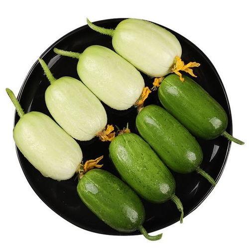 银贝瓜怎么吃最好吃视频 第2张 银贝瓜怎么吃最好吃视频 第2张