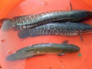 黑鱼视频吃瓜视频下载,揭秘热门视频平台幕后操作 第2张 黑鱼视频吃瓜视频下载,揭秘热门视频平台幕后操作 第2张