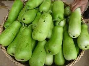 吃瓜葫芦视频,短视频中的趣味与真相 第2张 吃瓜葫芦视频,短视频中的趣味与真相 第2张