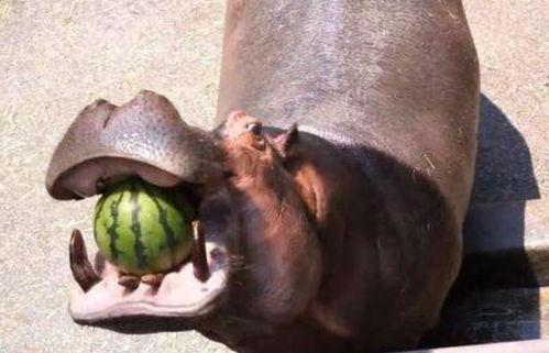 河马吃瓜的搞笑视频图片,笑料横生,萌态十足! 第2张 河马吃瓜的搞笑视频图片,笑料横生,萌态十足! 第2张