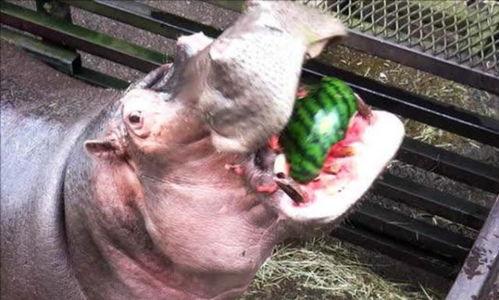 河马吃瓜的搞笑视频图片,笑料横生,萌态十足! 第3张 河马吃瓜的搞笑视频图片,笑料横生,萌态十足! 第3张