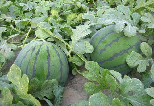 农大跳舞吃瓜视频大全,吃瓜视频大盘点  第3张