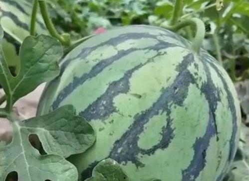 近几年吃瓜视频,近几年热门吃瓜视频盘点 第2张 近几年吃瓜视频,近几年热门吃瓜视频盘点 第2张