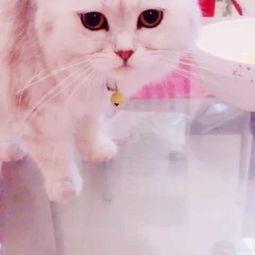 猫可以吃哈密瓜视频,揭秘哈密瓜的甜蜜诱惑  第2张