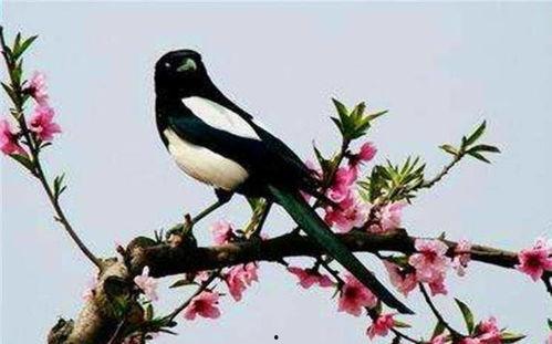 吃瓜喜鹊完整视频,趣味视频带你领略鸟类生活趣事 第2张 吃瓜喜鹊完整视频,趣味视频带你领略鸟类生活趣事 第2张