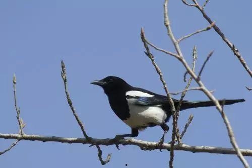 吃瓜喜鹊完整视频,趣味视频带你领略鸟类生活趣事 第3张 吃瓜喜鹊完整视频,趣味视频带你领略鸟类生活趣事 第3张