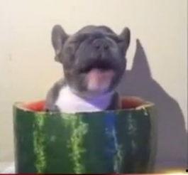 法斗吃瓜的视频  第2张