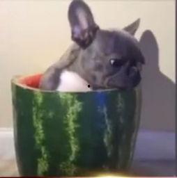 法斗吃瓜的视频  第3张