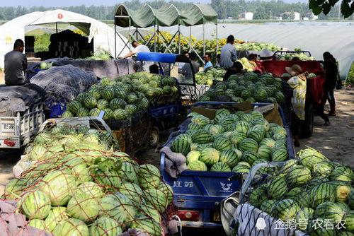 商丘吃瓜第一线视频,揭秘当地热门事件背后的真相  第2张