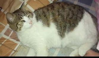 一群猫咪吃瓜群众视频,猫咪版“娱乐圈”风云录