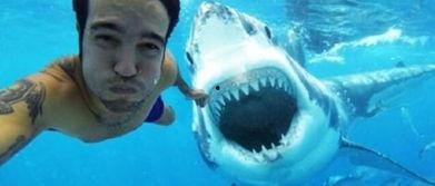 鲨鱼吃瓜变瓜皮视频,一场奇妙的海洋误会  第3张