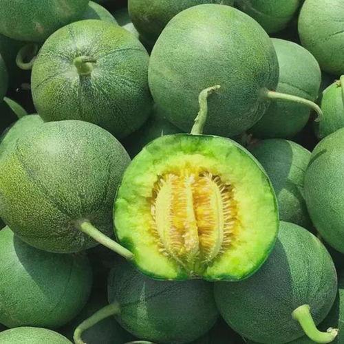 吃绿宝瓜搞笑视频大全集 第3张 吃绿宝瓜搞笑视频大全集 第3张