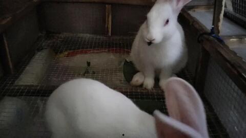 肌肉兔吃瓜视频大全,趣味横生的欢乐时光