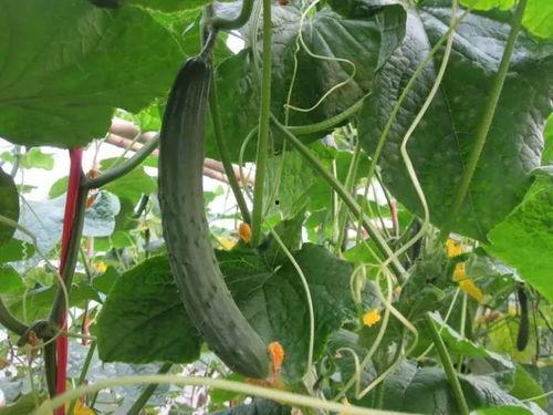 昨天镇平吃瓜视频曝光,揭秘当地风俗美食背后的故事 第3张 昨天镇平吃瓜视频曝光,揭秘当地风俗美食背后的故事 第3张