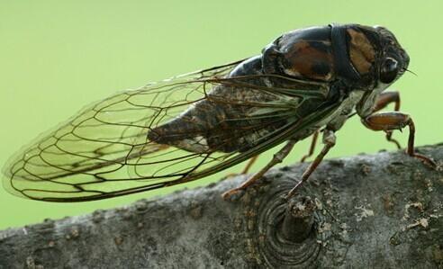 刘大瓜吃知了视频,趣味横生美食体验