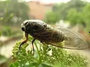 刘大瓜吃知了视频,趣味横生美食体验 第2张 刘大瓜吃知了视频,趣味横生美食体验 第2张