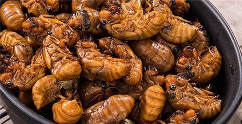 刘大瓜吃知了视频,趣味横生美食体验 第3张 刘大瓜吃知了视频,趣味横生美食体验 第3张