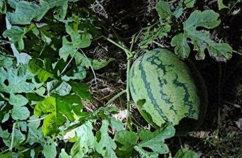 树叶吃瓜全过程视频播放,一场奇妙的植物互动大揭秘  第2张