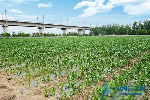 盐城亭湖区吃瓜事件视频,一场引发热议的网络视频风波