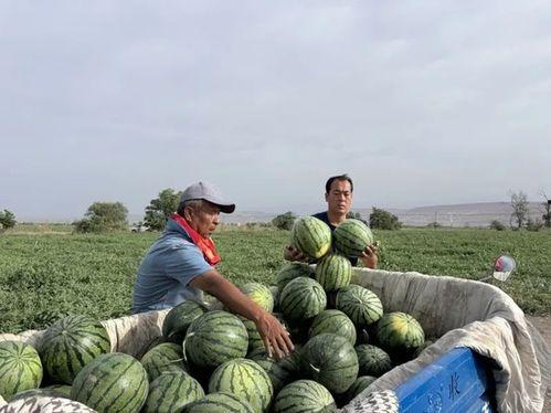 盐城亭湖区吃瓜事件视频,一场引发热议的网络视频风波  第2张