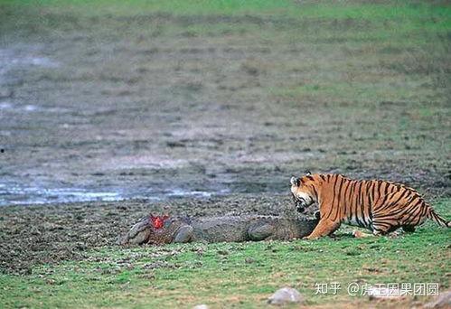 大连大虎吃瓜事件真相视频,揭秘真相与网络舆论风暴  第2张