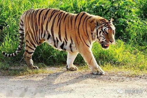 大连大虎吃瓜事件真相视频,揭秘真相与网络舆论风暴  第3张