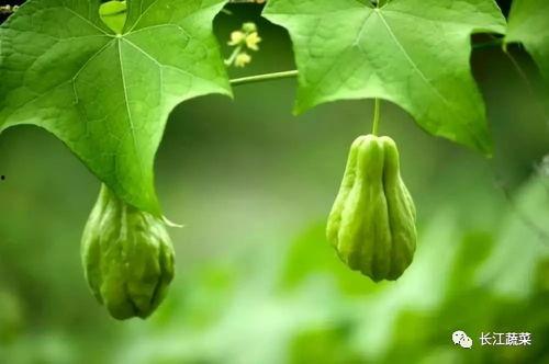 吃瓜视频致富吗,揭秘网络红人财富之路