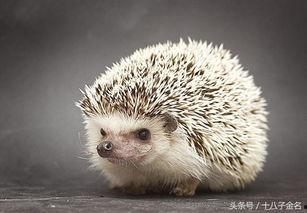 刺猬吃瓜怎么处理视频,创意视频处理揭秘