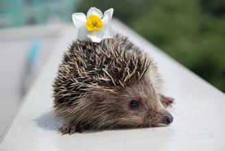 刺猬吃瓜怎么处理视频,创意视频处理揭秘  第3张