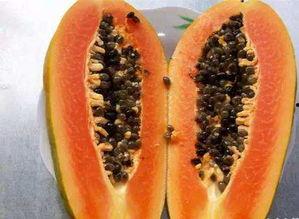 瓜哥吃木瓜籽视频大全,木瓜籽大揭秘，视频大全带你领略美味与营养  第2张