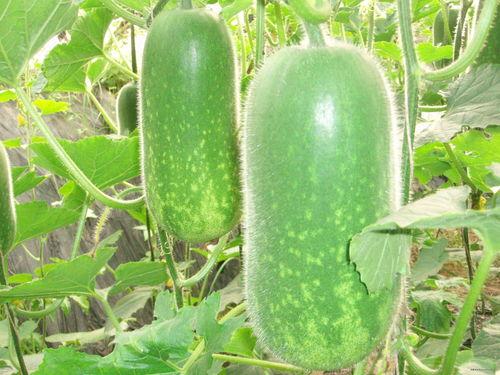 法特吃蜜瓜完整视频,一场视觉与味蕾的双重盛宴