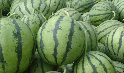 泡泡吃瓜视频地址,带你领略网络红人的魅力瞬间