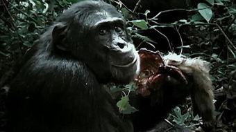 女人吃瓜变成黑猩猩视频,女人吃瓜意外变身黑猩猩，惊悚视频引发热议  第3张