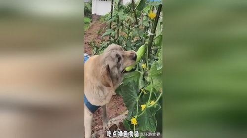 小狗吃瓜的视频近景,小狗近景大快朵颐  第2张