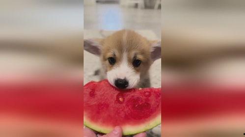 小狗吃瓜的视频近景,小狗近景大快朵颐  第3张