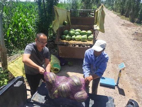 金昌老汉吃瓜视频,一场接地气的乡村生活秀  第3张