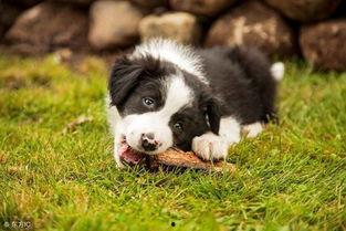 边牧吃哈密瓜好吗视频讲解,边牧食用哈密瓜的安全性解析