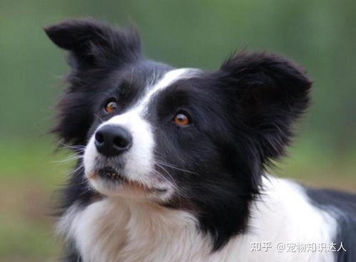 边牧吃哈密瓜好吗视频讲解,边牧食用哈密瓜的安全性解析  第2张