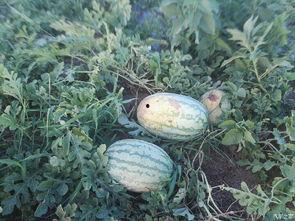 陕西的吃瓜事件真相视频,真相视频还原事件始末