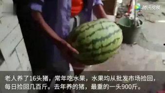 吃瓜被吓视频,吃瓜群众遭遇惊吓视频曝光  第2张