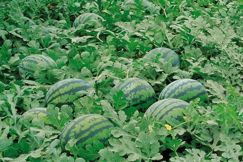 韩城吃瓜现场视频大全,视频大全揭秘幕后真相  第2张