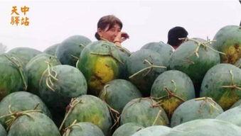 韩城吃瓜现场视频大全,视频大全揭秘幕后真相  第3张