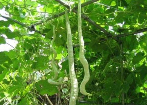 红色的蛇瓜可以吃吗视频,揭秘美味与营养的双重惊喜  第2张