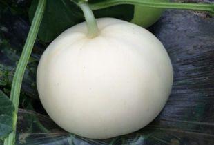 梨瓜软了可以吃吗视频,梨瓜软了还能吃吗？视频揭秘真相  第2张