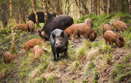 野猪吃红瓜视频大全图片,红瓜盛宴大揭秘